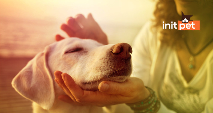 Lanzamos Initpet, aplicación B2B para el cuidado integral de las mascotas